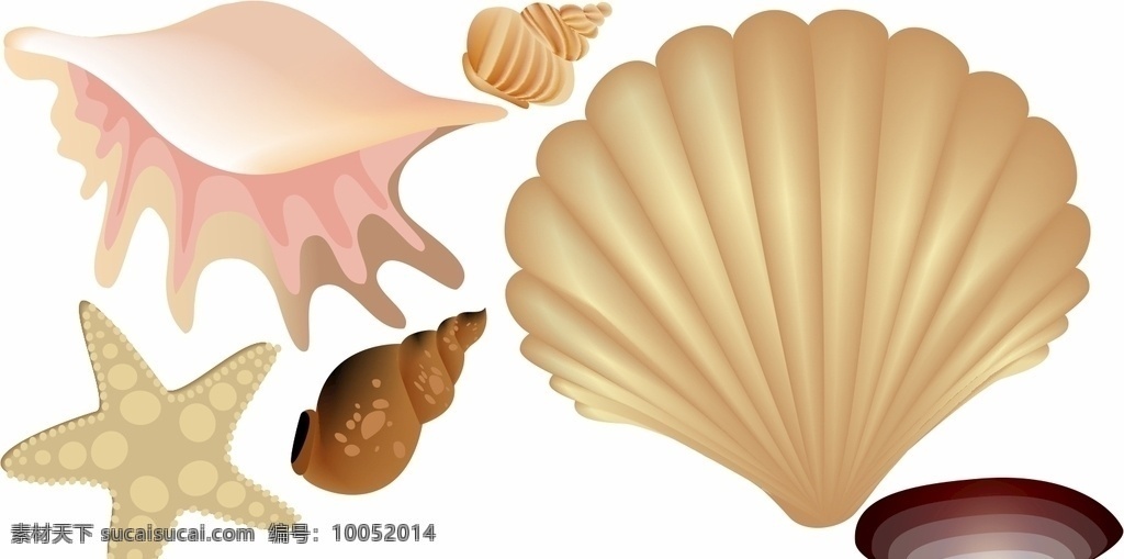 矢量 贝壳图片 贝壳 海螺 扇贝 海洋动物 软体动物 矢量贝壳 贝壳矢量 矢量扇贝 扇贝矢量 矢量素材动物