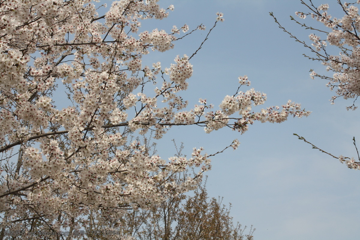 盛開的櫻花樹 二月的風圖片 花園 花朵 櫻花 美景 風景 自然景觀 田園風光