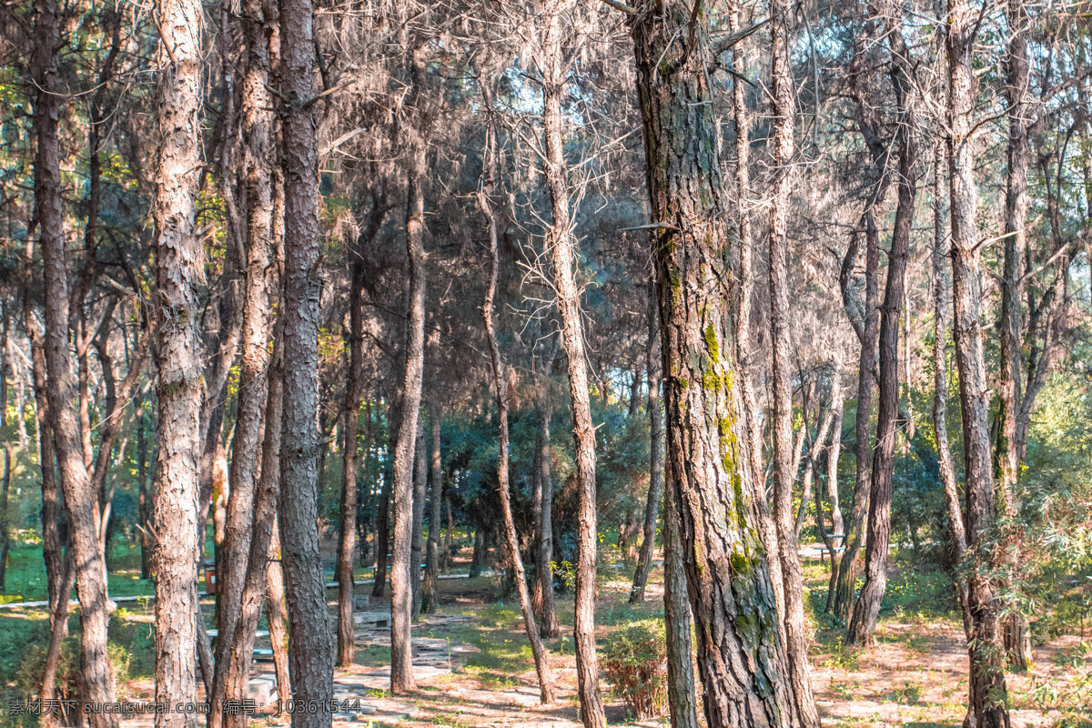 唯美 松 樹林 商用 背景 圖 樹 松樹 樹葉 植物 文藝 古典