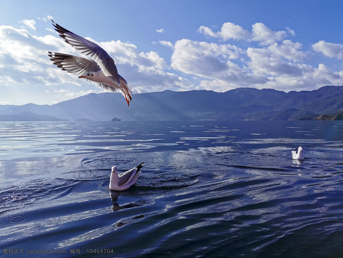 海鸥飞翔图片 湖光山色 蓝天白云 湖面 海鸥 飞鸟 山水 云南 泸沽湖 大自然 自然景观 自然风景