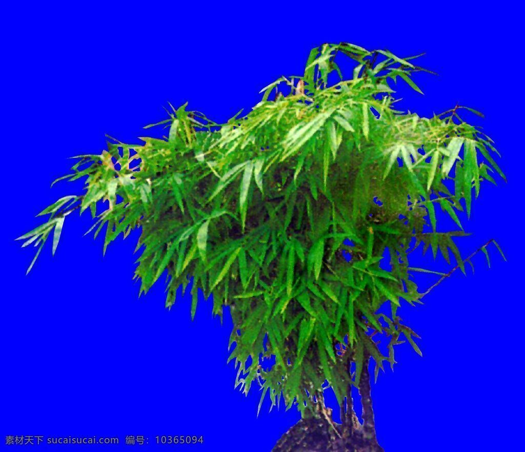 灌木 植物 貼圖素材 建筑裝飾 設(shè)計(jì)素材 藍(lán)色