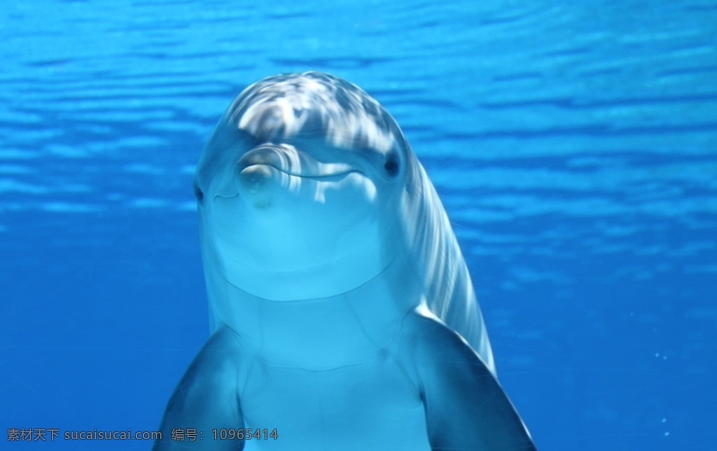 水下海豚图片 水下海豚 水下摄影 海豚 海洋哺乳动物 哺乳动物 潜水 海洋 野生动物 动物 cc0 公共领域 大图 生物世界