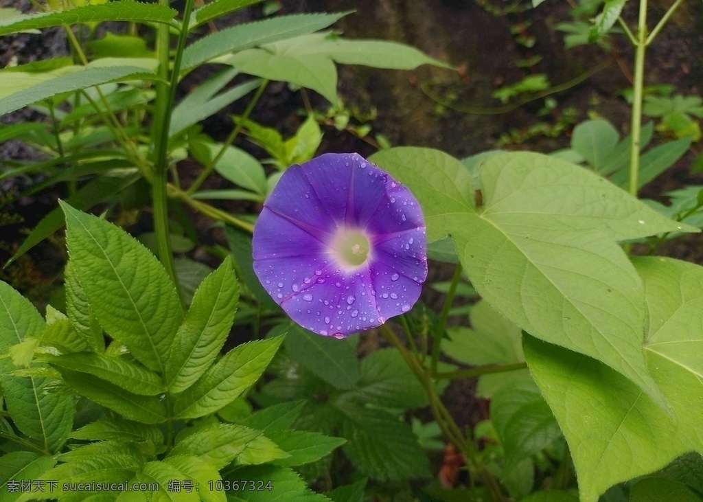 牽?；▓D片 牽?；?喇叭花 藤本植物 花卉 園林 風(fēng)景攝影 生物世界 花草