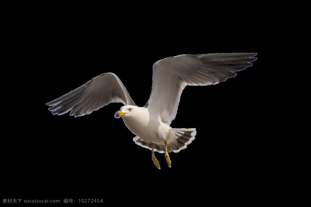 海鸥 飞翔 自然 海报 背景 png格式