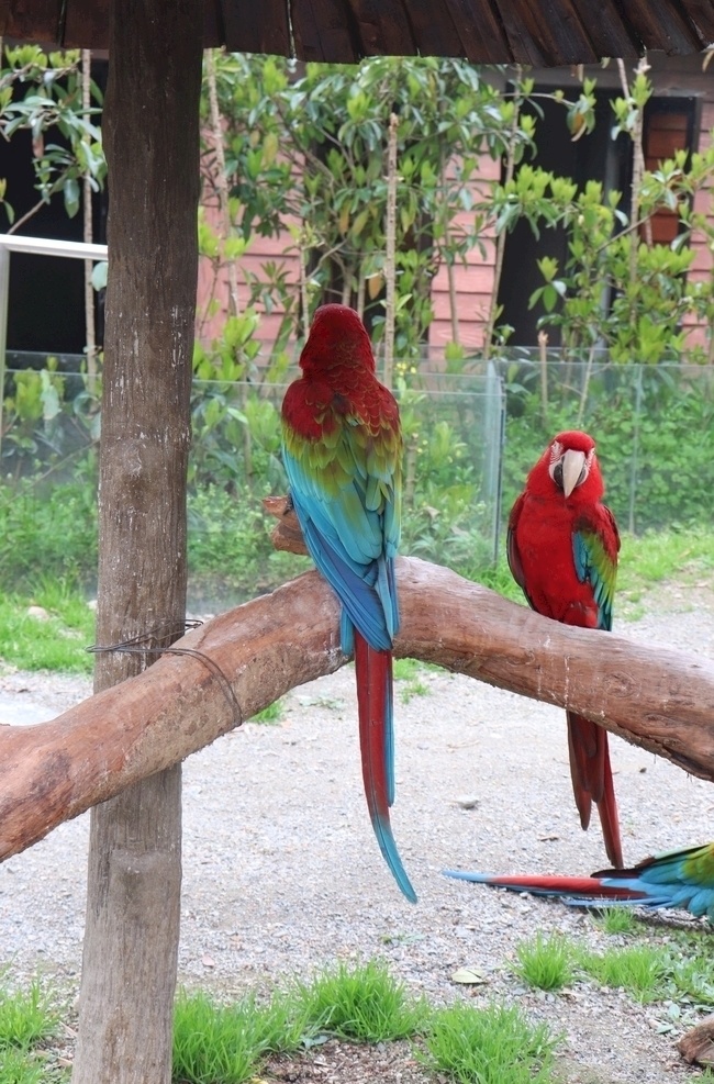 金刚鹦鹉 动物园 热带 彩色 鸟类 动物 生物世界