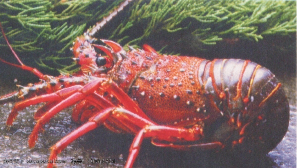 澳洲龙虾图片 澳洲龙虾 美食 传统美食 餐饮美食 高清菜谱用图