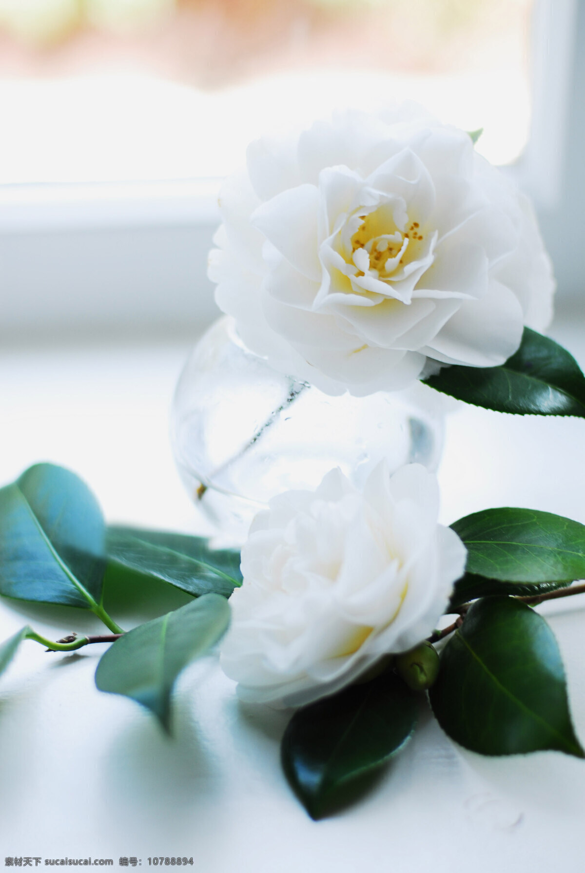 白茶花 茶花 花卉 植物 鮮花 花朵 純潔 潔白 花草 生物世界