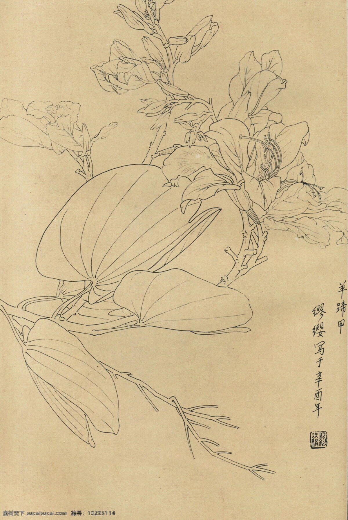 植物 花草 工筆畫 線 稿 圖 中國風繪畫 工筆畫線條 線稿圖 繪畫線稿 植物花草 花卉線稿 臨摹線條 中式繪畫 復古背景 自然植物 文化藝術 繪畫書法