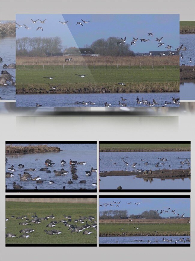 湿地 鸟类 飞翔 实拍 视频 实拍视频