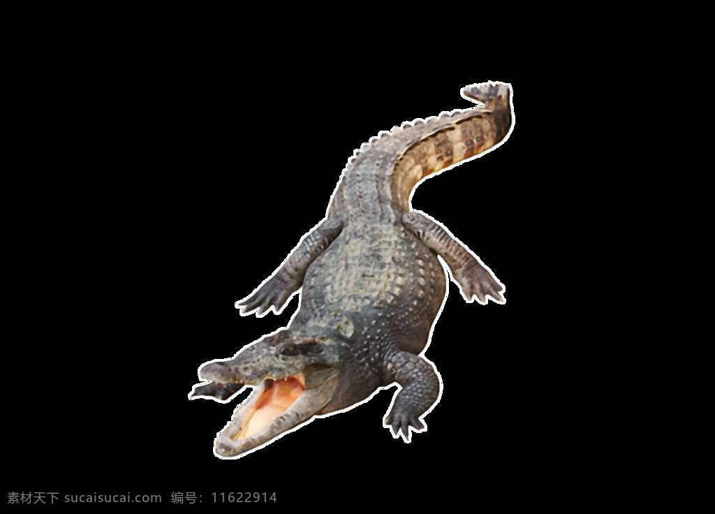 凶恶 鳄鱼 免 抠 透明 鳄鱼创意图 鳄鱼设计素材 鳄鱼图 鳄鱼图片