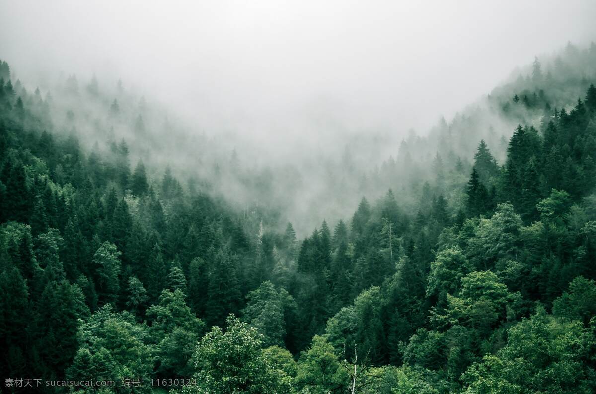 樹木圖片 樹木 樹林 樹 自然風(fēng)光 簡(jiǎn)約背景 大自然 樹干 壁紙 綠色壁紙 林海 自然景觀 人文景觀