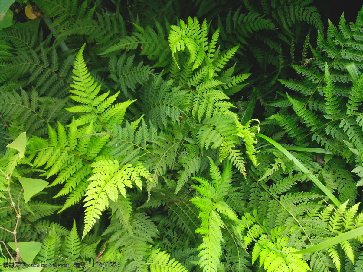 绿色植物图片 蕨类植物 绿色植物 自然风光 背景图 绿色 野外 生物世界 花草
