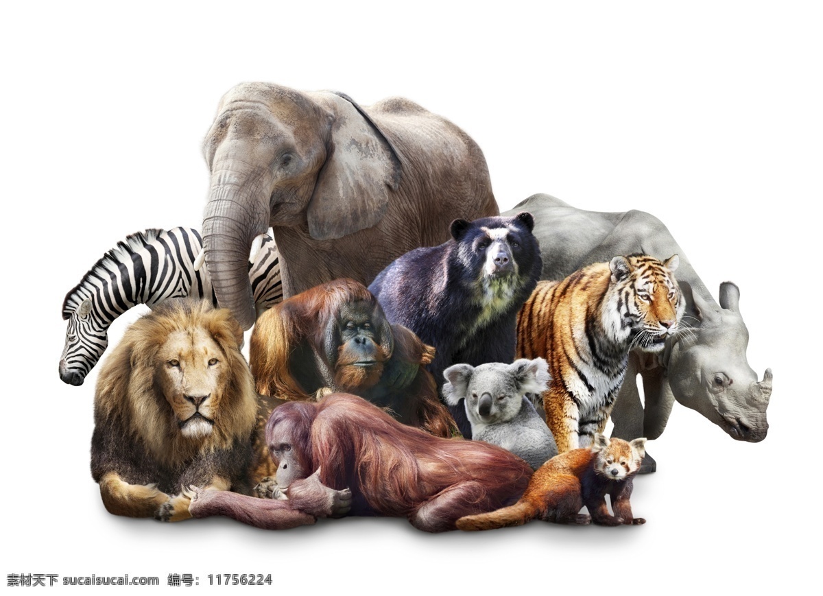 动物世界 野生动物合计 大象 犀牛 斑马 狮子 生物世界 野生动物
