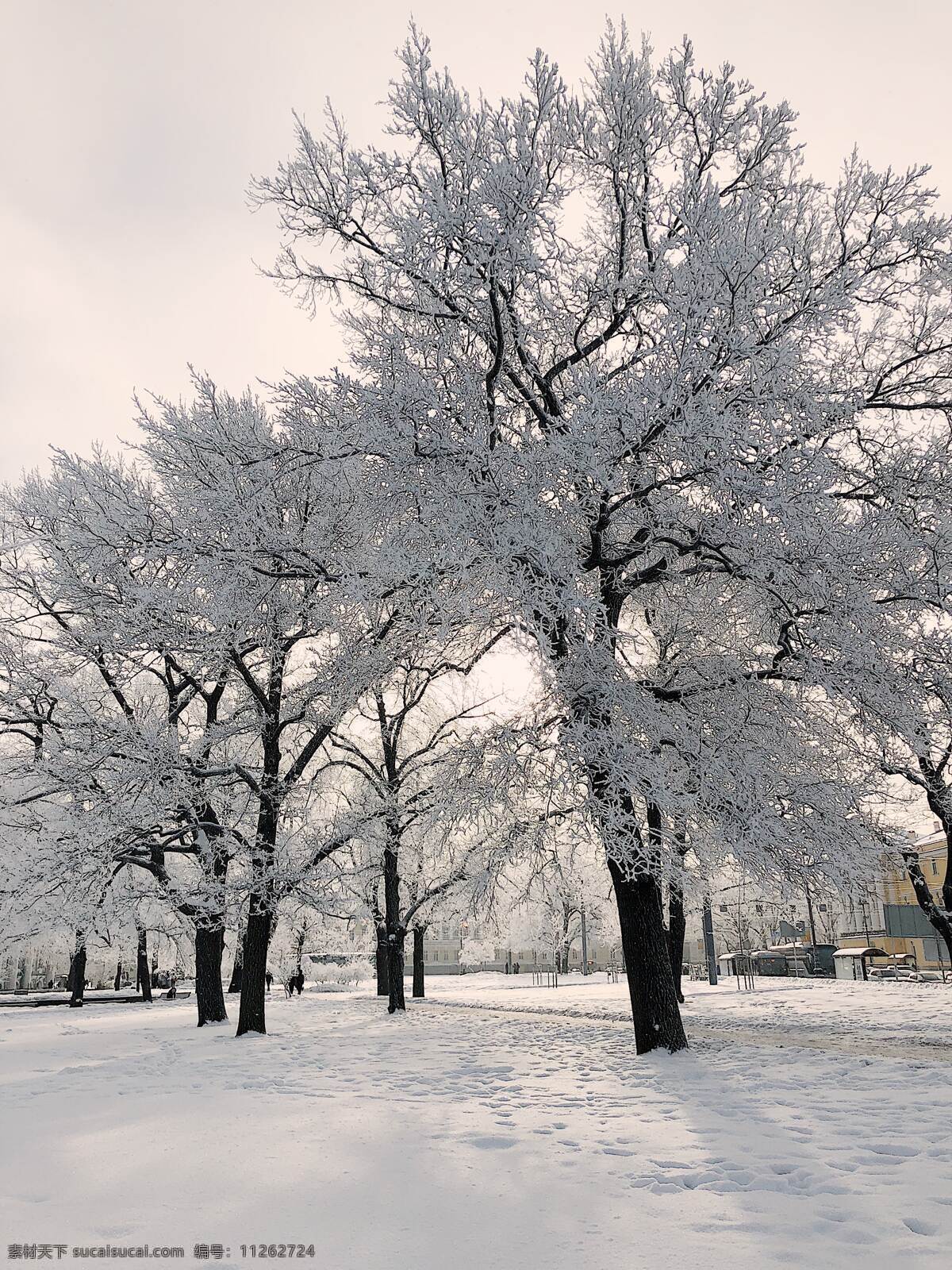 雪 季 树木 冬天 文艺 背景 雪季 背景素材