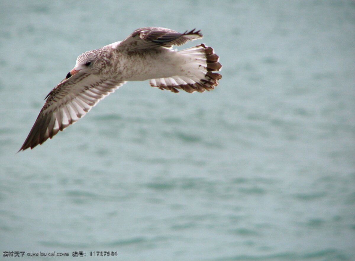 海鸥飞翔 海鸥 海鸟 信天翁 大海 海洋 飞翔 鸟类摄影 鸟类 生物世界