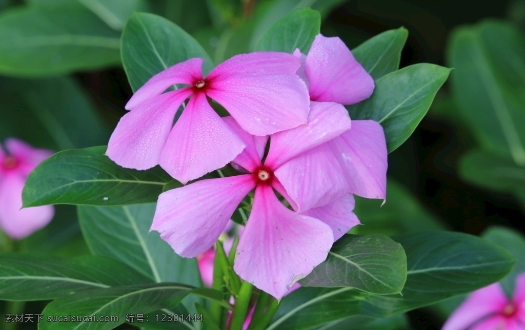 长春花图片 长春花 金盏草 四时春 日日新 花卉 花朵 花儿 花瓣 花草 绿化景观 园林景观 观赏花卉 园林风景 花卉大观园 生物世界