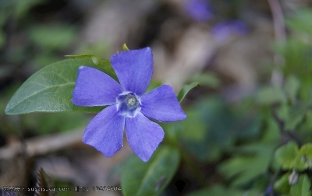 长春花图片 长春花 金盏草 四时春 日日新 花卉 花朵 花儿 花瓣 花草 绿化景观 园林景观 观赏花卉 园林风景 花卉大观园 生物世界