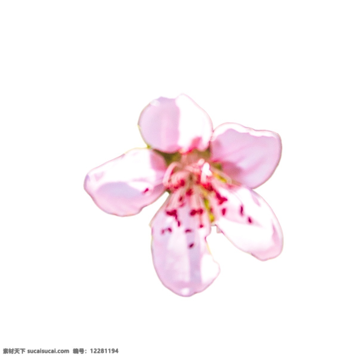 美丽 粉色 花朵 美丽花朵 粉色鲜花 鲜花花蕊 卡通插图 创意卡通下载 插图 png图下载