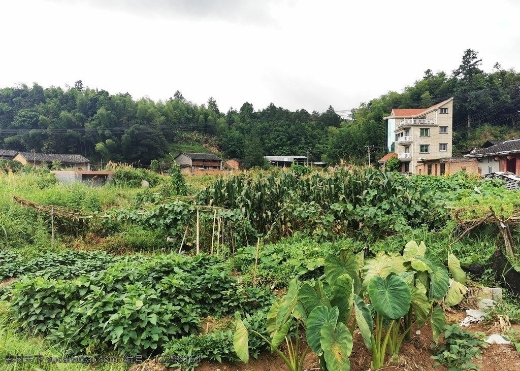 菜地 菜园 蔬菜 莴笋 水池 自然景观 田园风光 豆 芋头 农作物 生姜 摄影图片