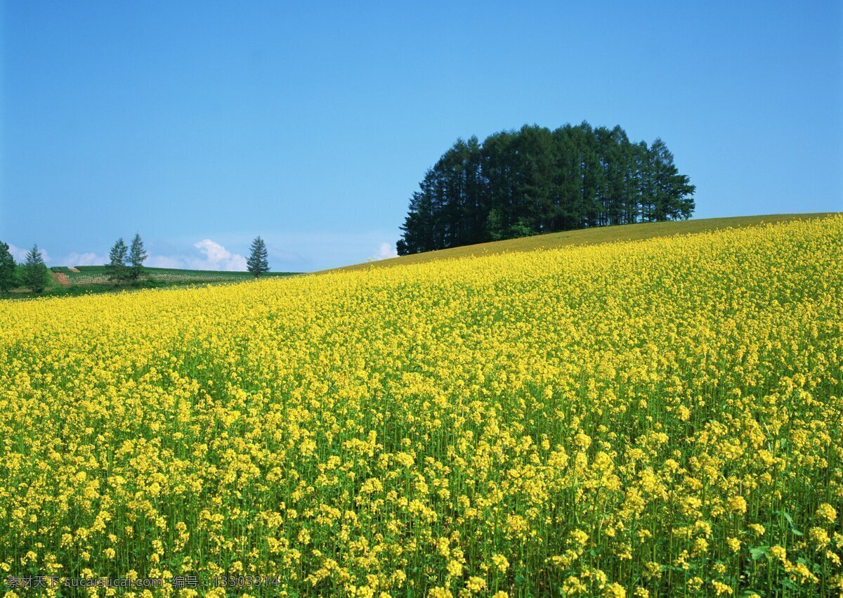 片 黃色 油菜花 花卉 自然風(fēng)景 花草 生物世界 鮮花 花海 綠色 花卉風(fēng)景 黃色花海 花草樹木
