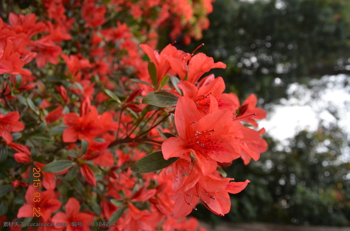 映山紅 昆明石林 初春 云南 紅色 花卉 生物世界 花草 黑色