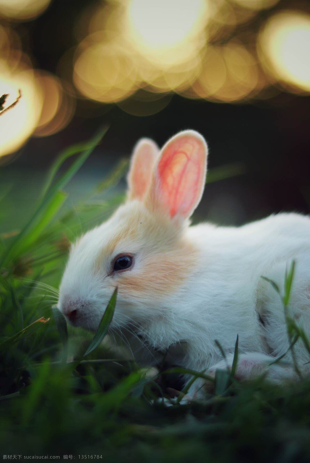 兔子 动物图片 动物 白色兔子 草地