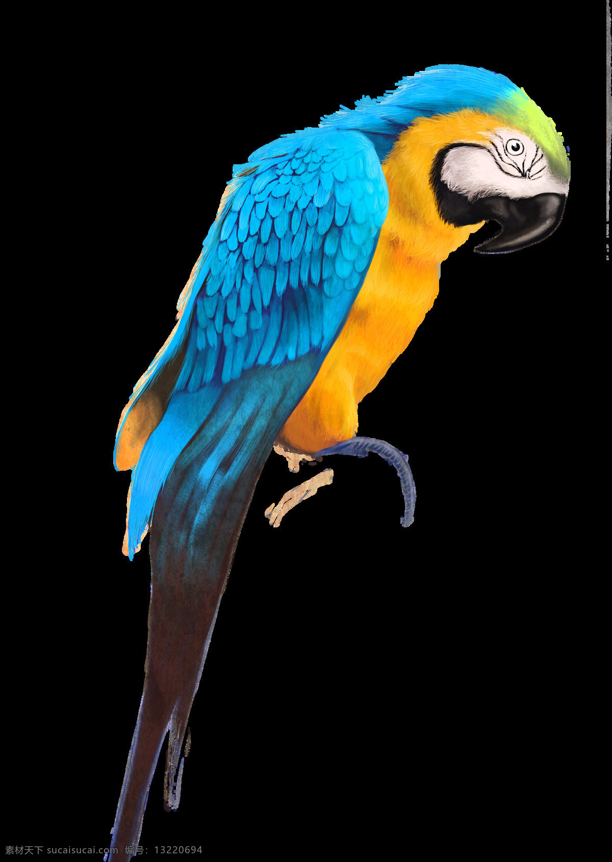 鸟类 鹦鹉 小鸟 飞禽 巴哥 生物世界 野生动物 彩色 蓝色翅膀鹦鹉 展翅飞翔