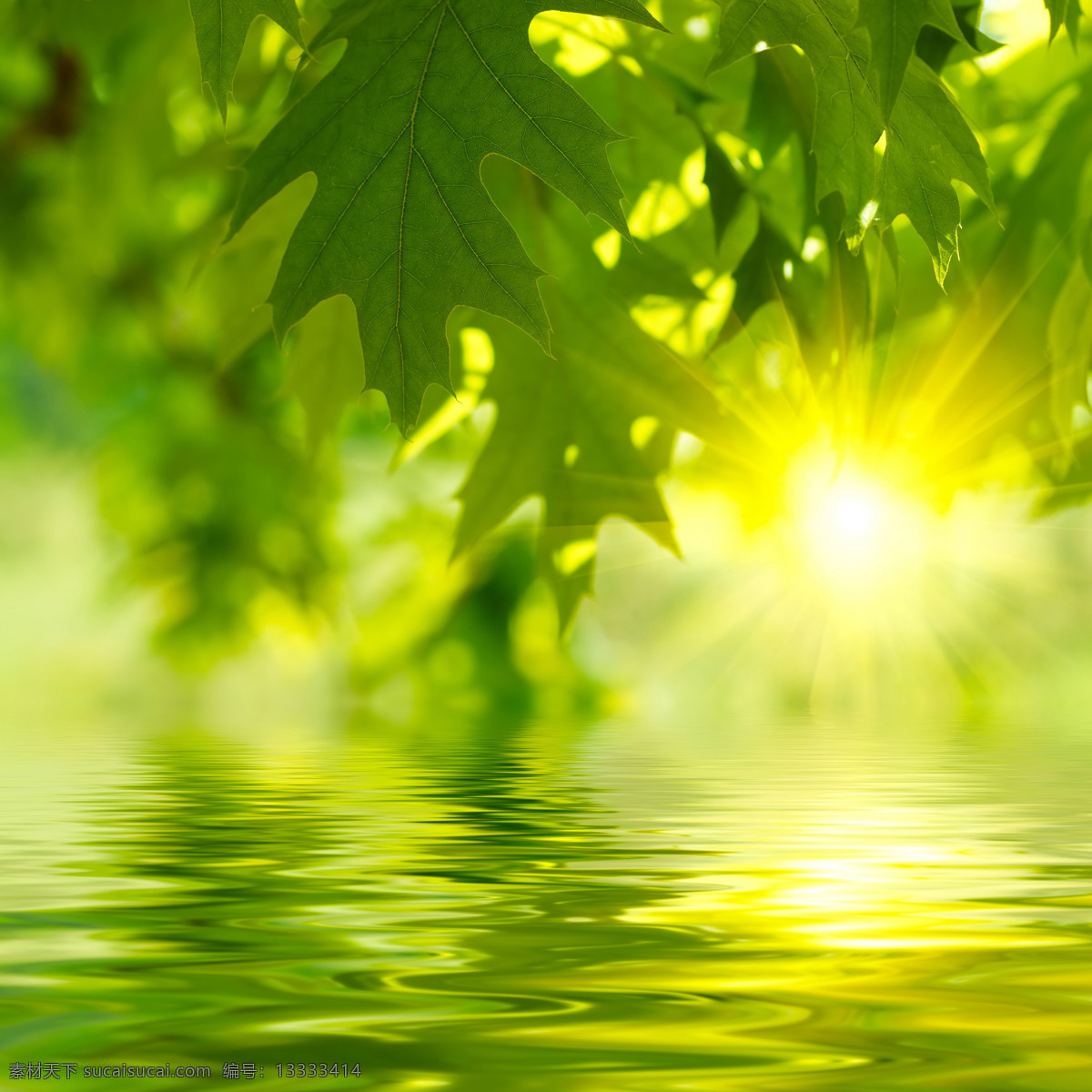 漂亮 水景 倒影 系列 高清 波纹 高清图片 光芒 绿色 绿叶 落日 树叶 涟沥 水 y大宝