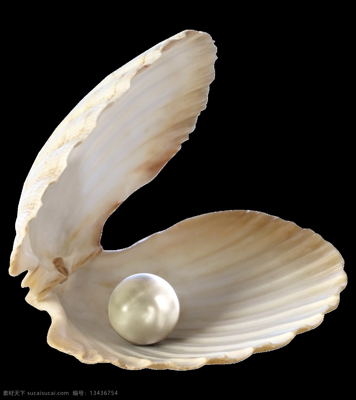 漂亮 珍珠 贝壳 免 抠 透明 图 层 海螺简笔画 海螺摄影 贝壳素材 贝壳海星 失量图贝壳 动物的海洋 海洋动物图片 海边贝壳 沙滩海螺 贝壳海螺