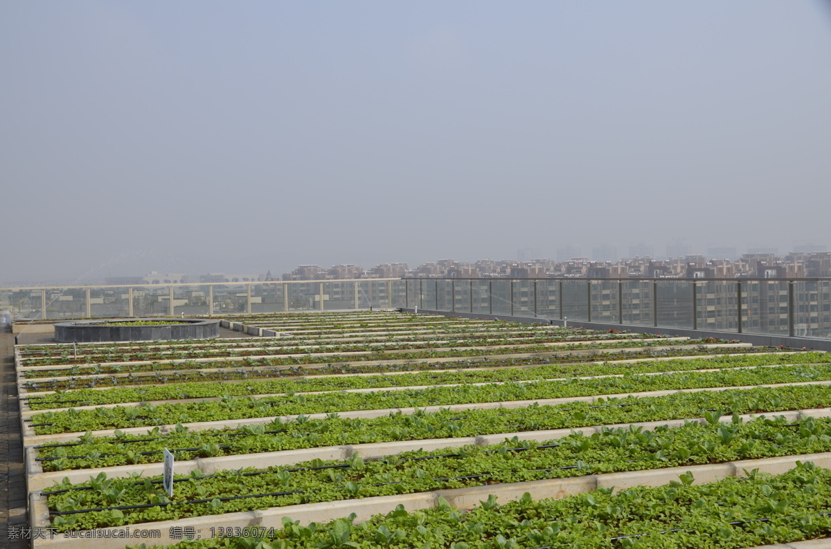 屋顶菜园 屋顶花园 屋顶绿化 阳台绿化 阳台种菜 垂直 绿化 现代科技 农业生产