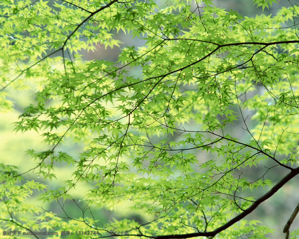 樹木 樹樹枝 自然景观 自然风景 树木 摄影图库