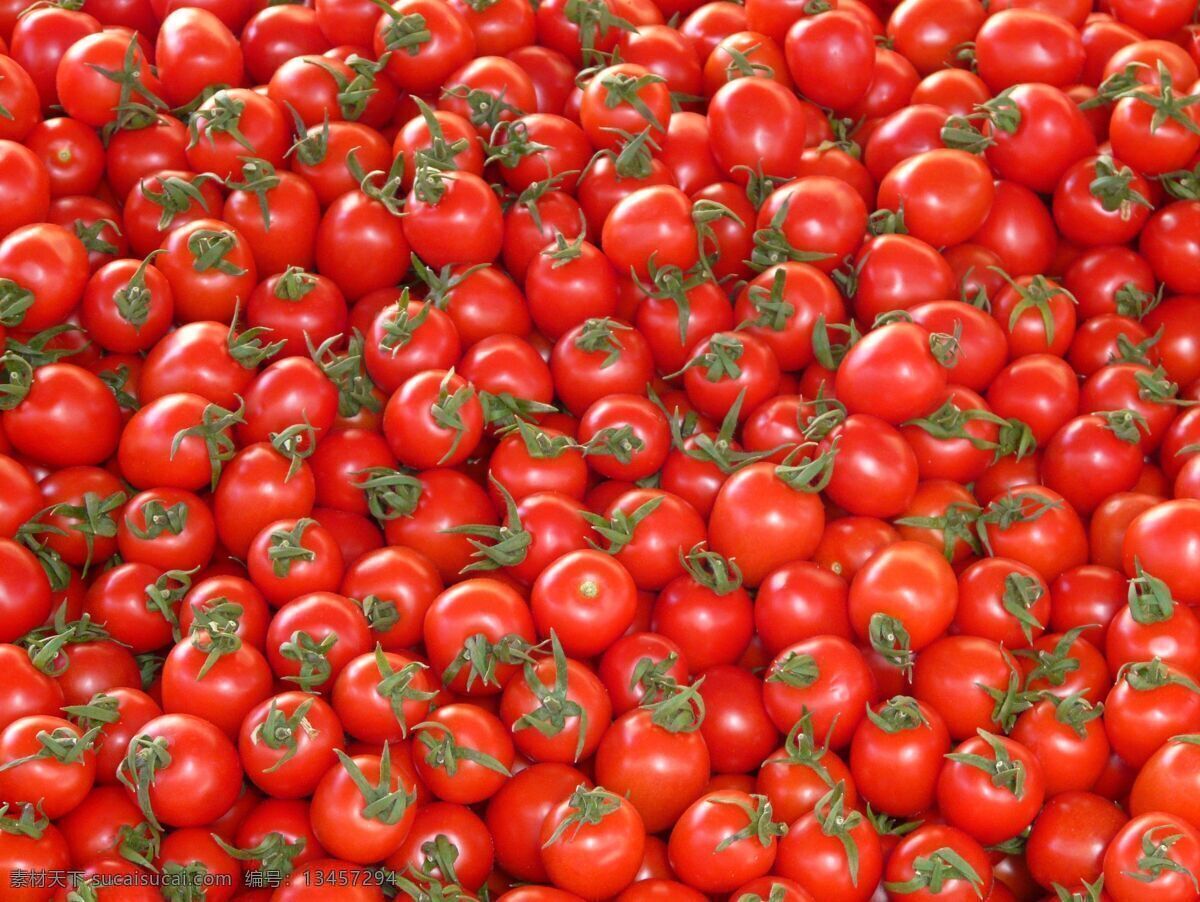 新鲜小番茄 小番茄 番茄 圣女果 蔬菜 水果 番茄背景 番茄素材 西红柿 小西红柿 迷你西红柿 生物世界