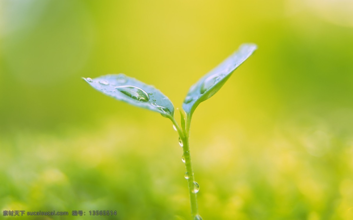 樹苗 樹葉 草 小清新 小清新植物 新葉 葉子 天空 春天 夏季 新芽 植物 野草 山間植物 樹枝 小草 生物世界 綠色 護(hù)眼 壁紙 護(hù)眼壁紙 花草 葉子背景 植物背景 綠葉 植物墻 綠植 自然景觀 自然風(fēng)景