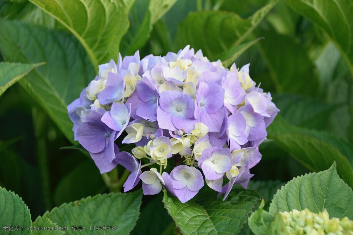 淡紫色 绣 球花 植物 特写 淡紫色绣球花 植物特写 鲜花 花朵 花卉 绣球花 紫色 白色 花开 开花 叶子 绿叶 近景 生物世界 花草