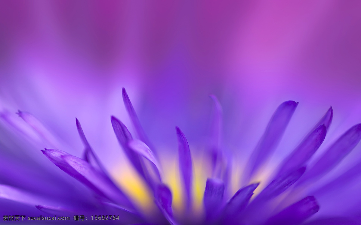 紫调摄影 花朵 花卉 紫色风景 花草 生物世界