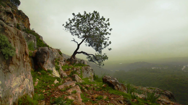 高 山腰 岩石 孤独 毅力 生长 大树 清新 大自然 风光 高清 视频 实拍 高山 腰岩石 高清视频