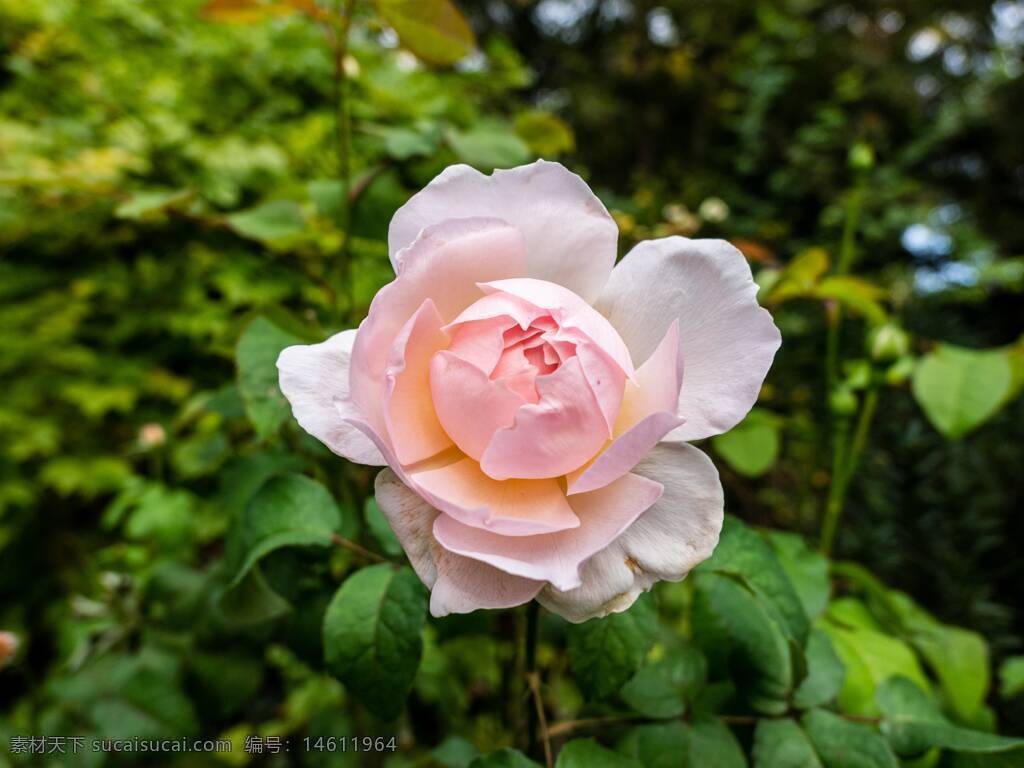 粉色玫瑰 玫瑰花 花朵 自然风景 花草树木 含苞待放 柔和色调 浪漫 植物 粉色花瓣 唯美 花卉