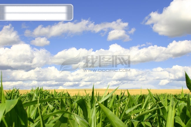 高清 风景 希望 田野 风景图片 高清素材 蓝天白云 农业 玉米 庄稼