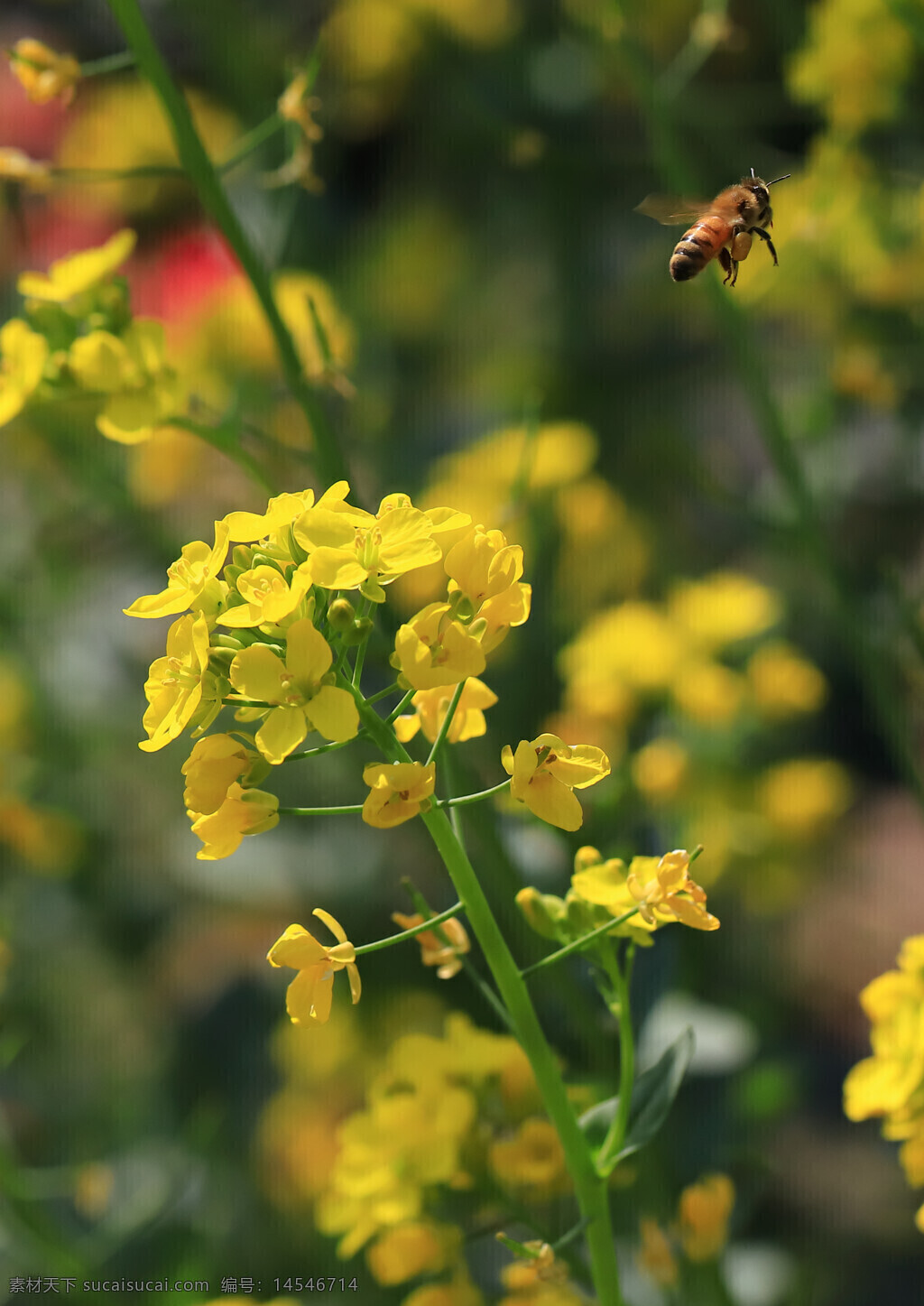 黄色小花 蜜蜂 花蕊 虚化背景 微距 花粉