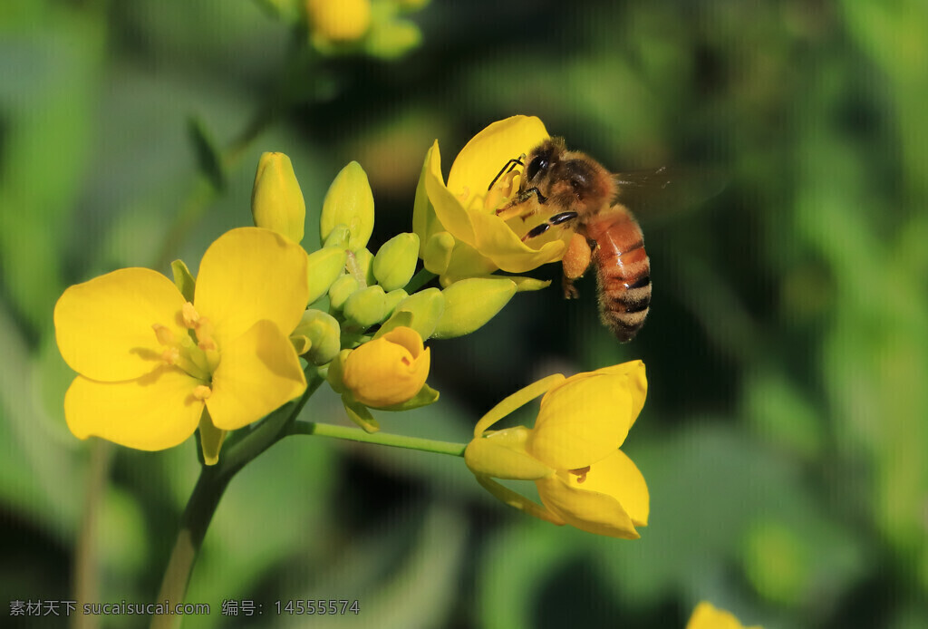 黄色小花 蜜蜂 花粉 绿色 虚化背景 花骨朵