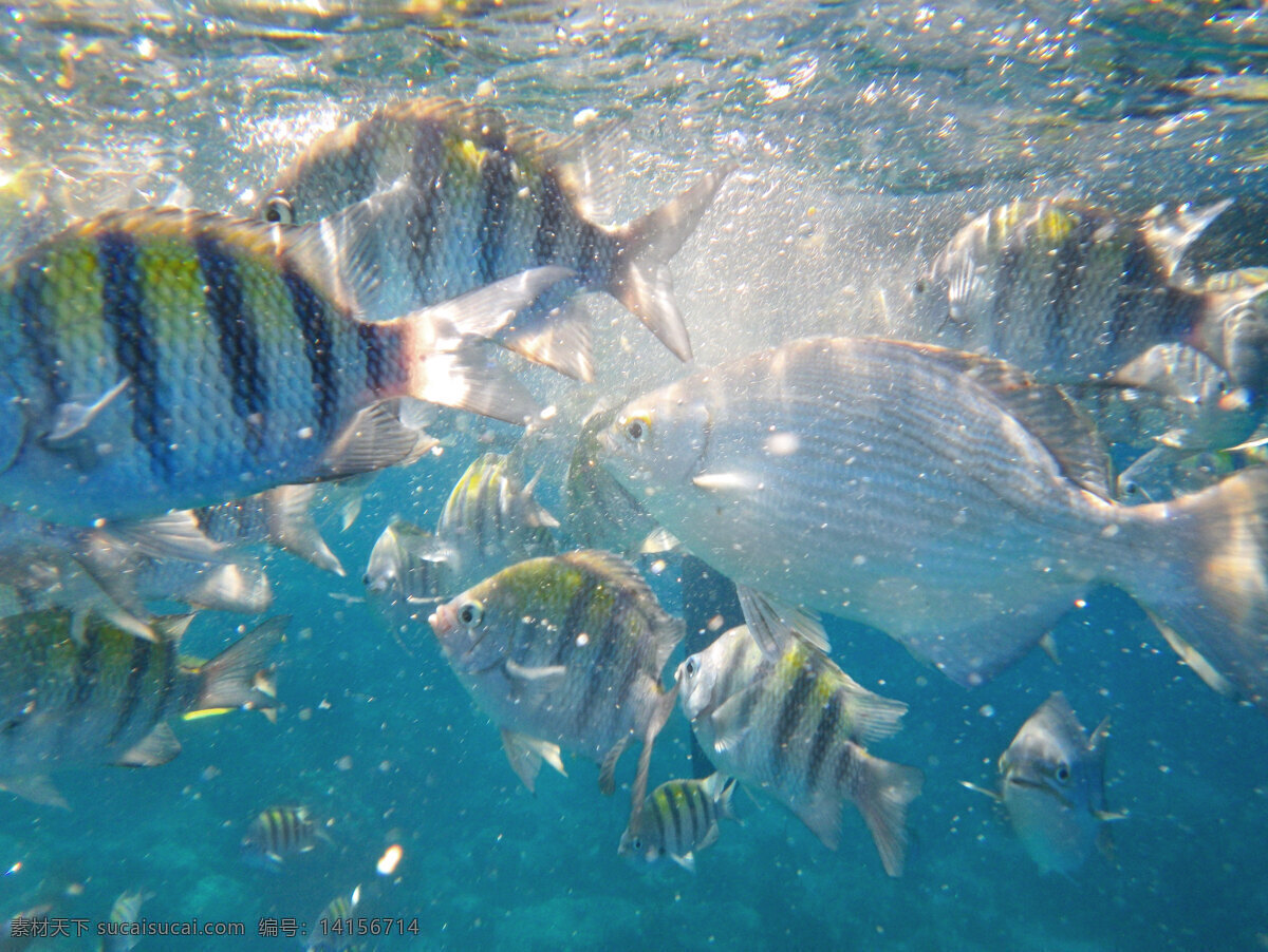 海底 魚 大海 海底世界 泡泡 生物世界 魚類 底魚 條紋魚 斑馬魚 黑色條紋魚 魚吐泡泡