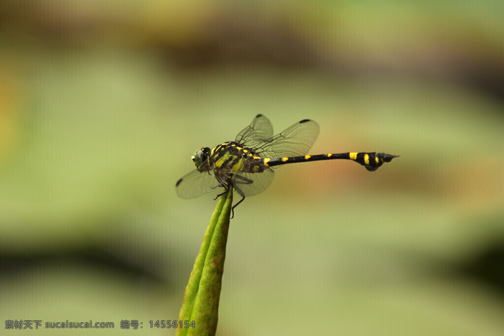 蜻蜓 荷叶 黄色斑点 绿背景 虚化 翅膀