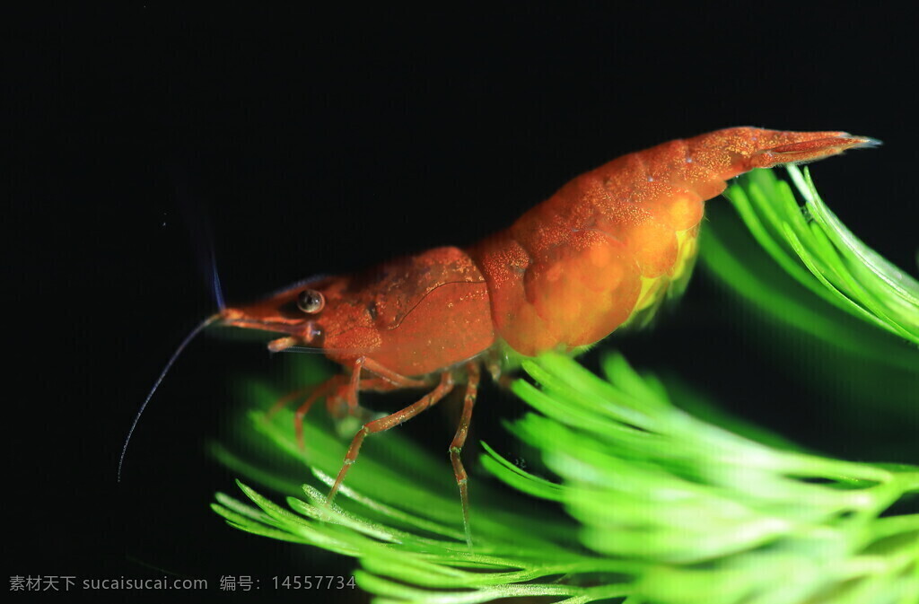 观赏虾 集火虾 触须 红色虾壳 水草 鱼缸 微距 绿色