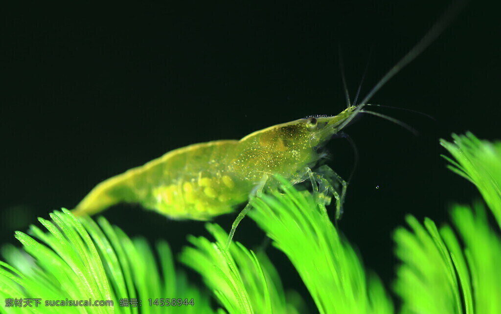 观赏虾 黄米虾 触须 黄色虾壳 鱼缸 微距 绿色虾籽 绿色水草