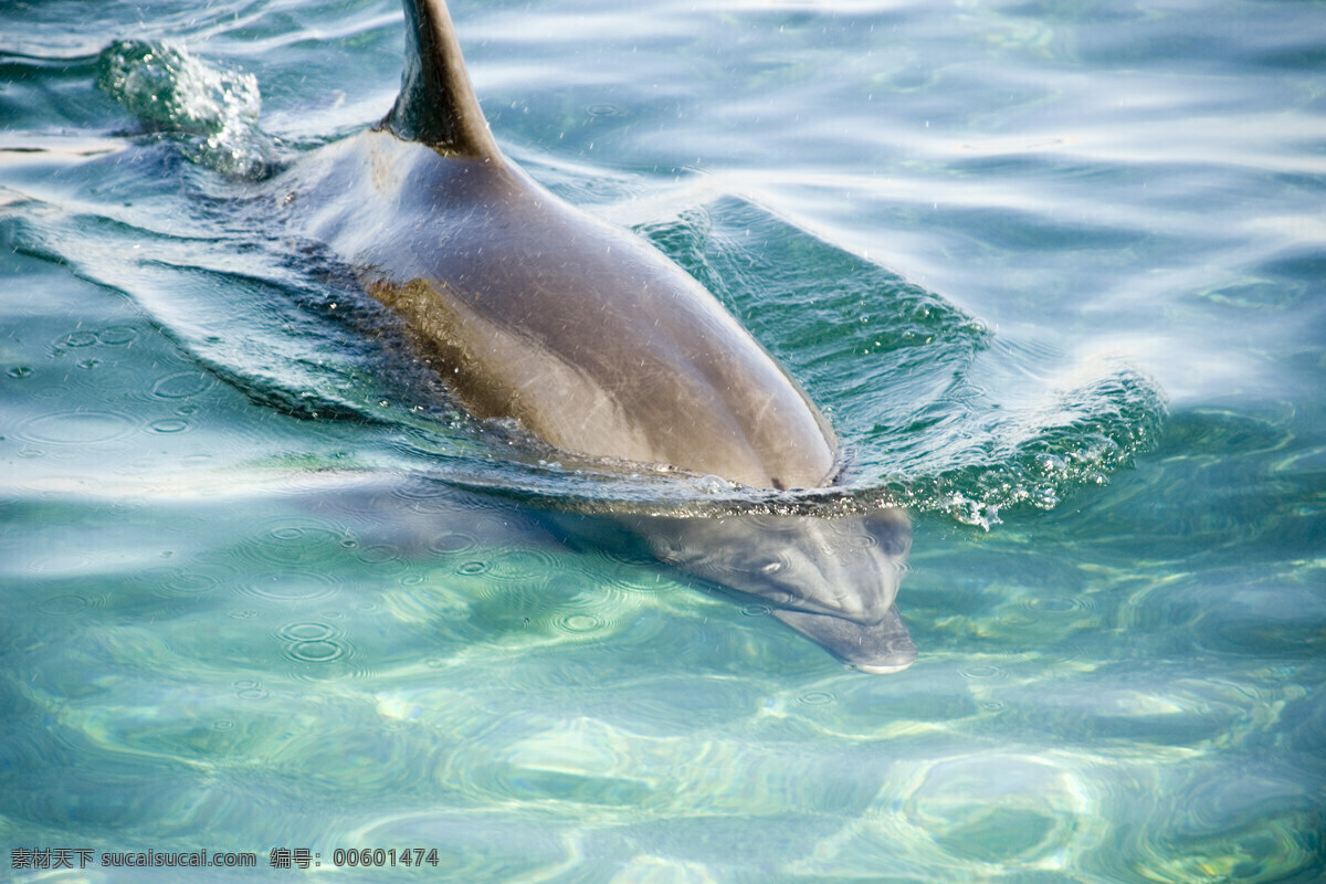 海豚 可爱 聪明 海洋生物 海豚摄影 海豚图片 海豚素材 海豚图集 生物世界 动物