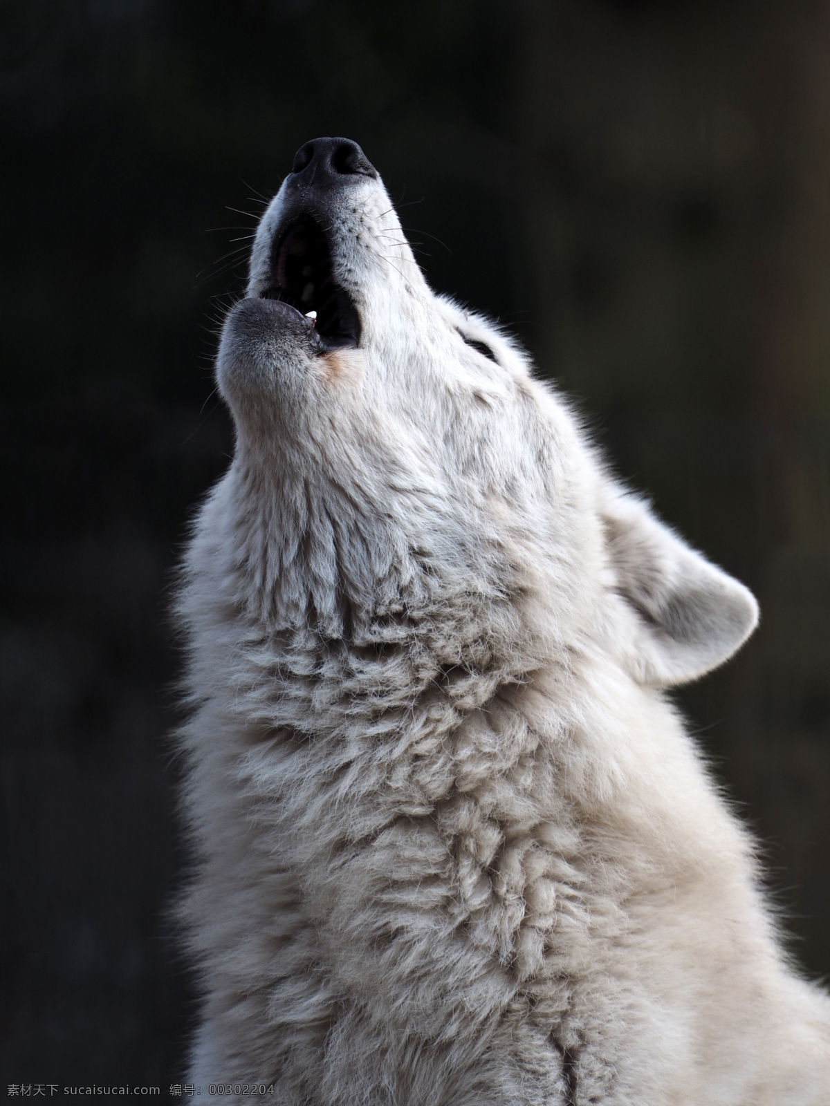 野狼 狼 苍狼 动物 动物世界 野生动物 哺乳动物 生物世界
