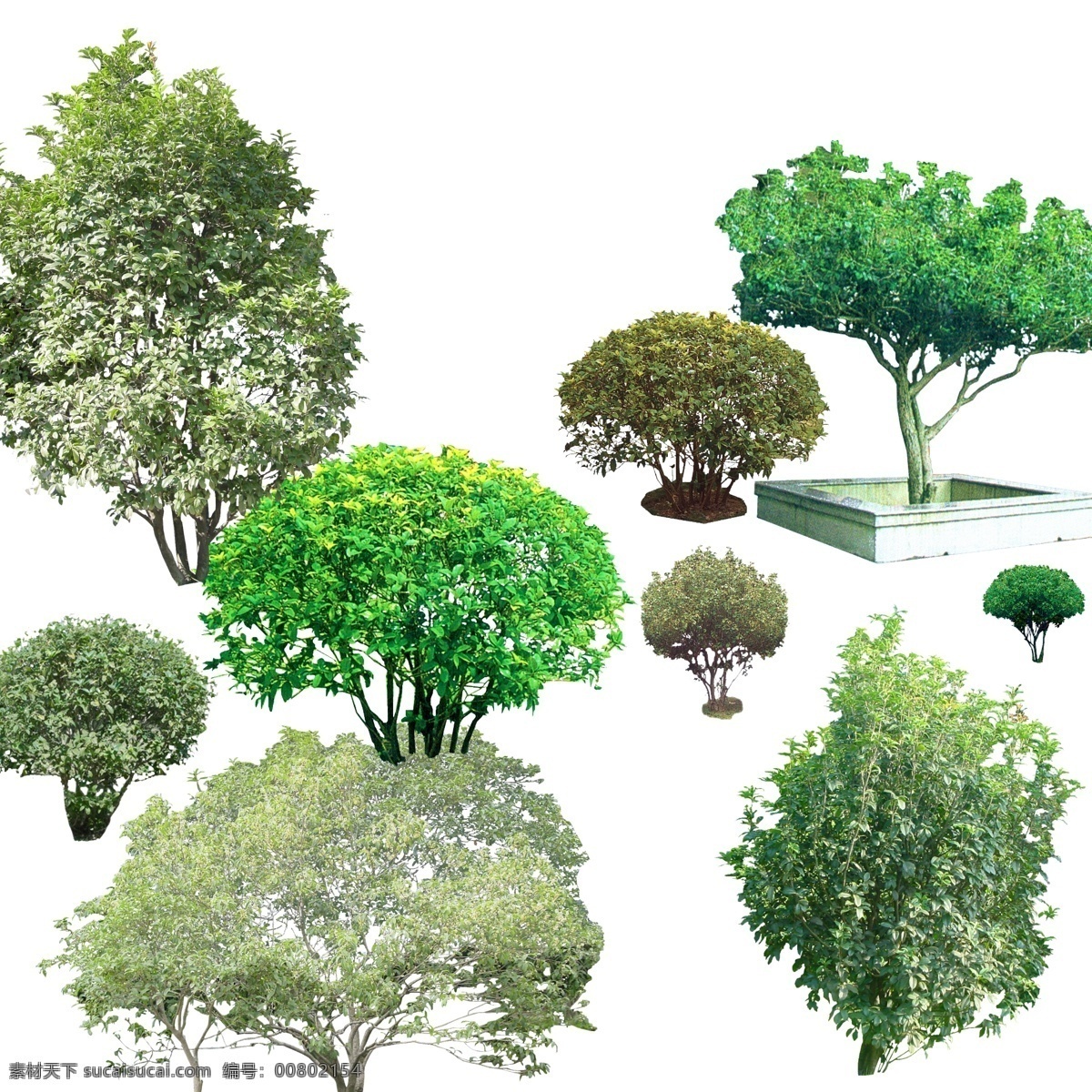四季桂花树 绿植 分层图 绿植分层图 四季 桂花 景观素材 自然景观 自然风光