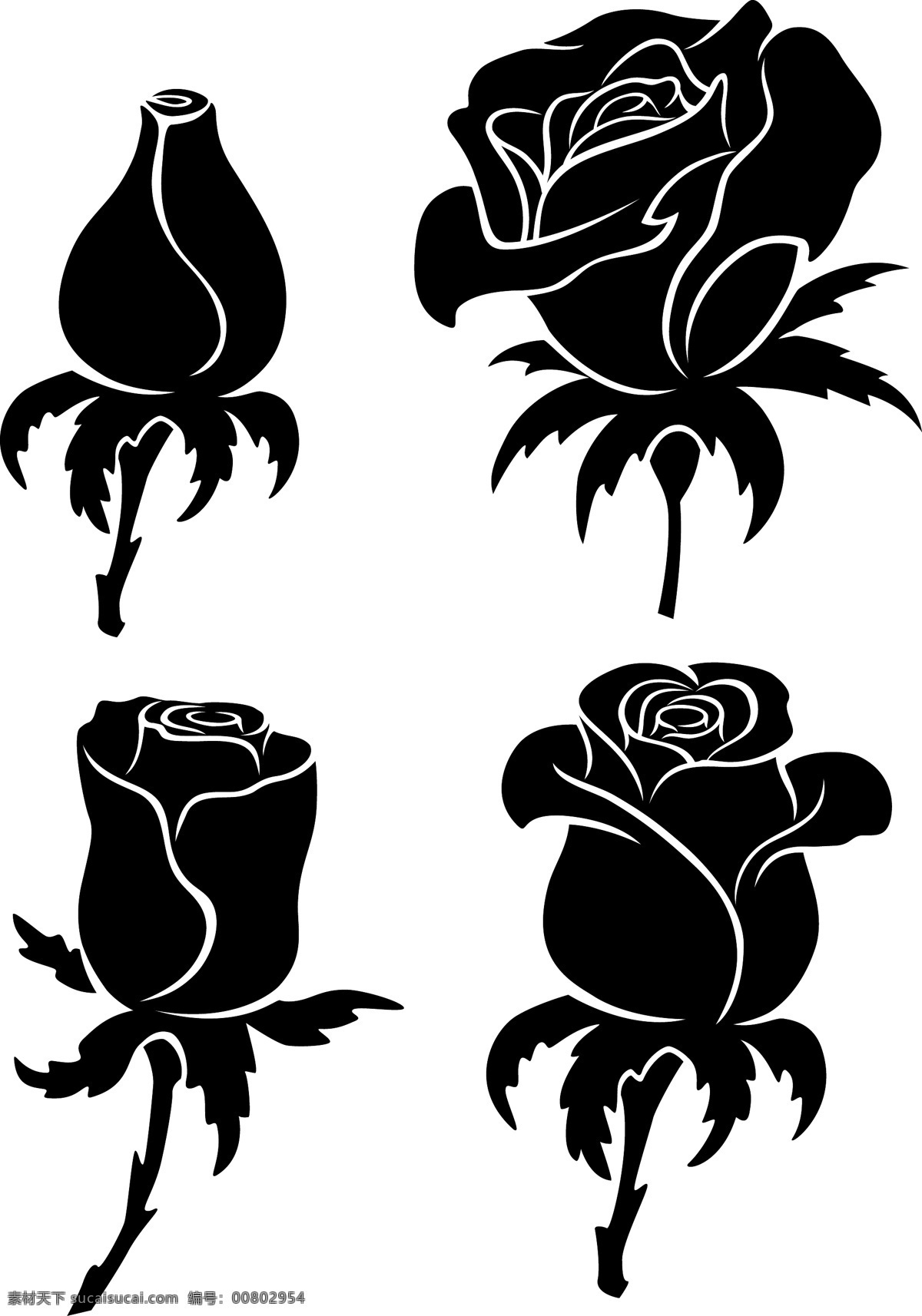时尚 黑白 玫瑰 插画 花朵 玫瑰花 植物