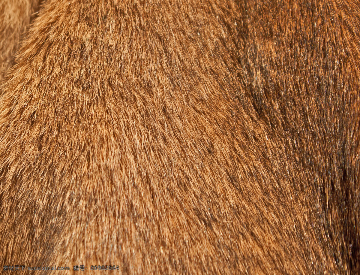 美洲狮 毛皮 美洲狮的毛皮 背景图片