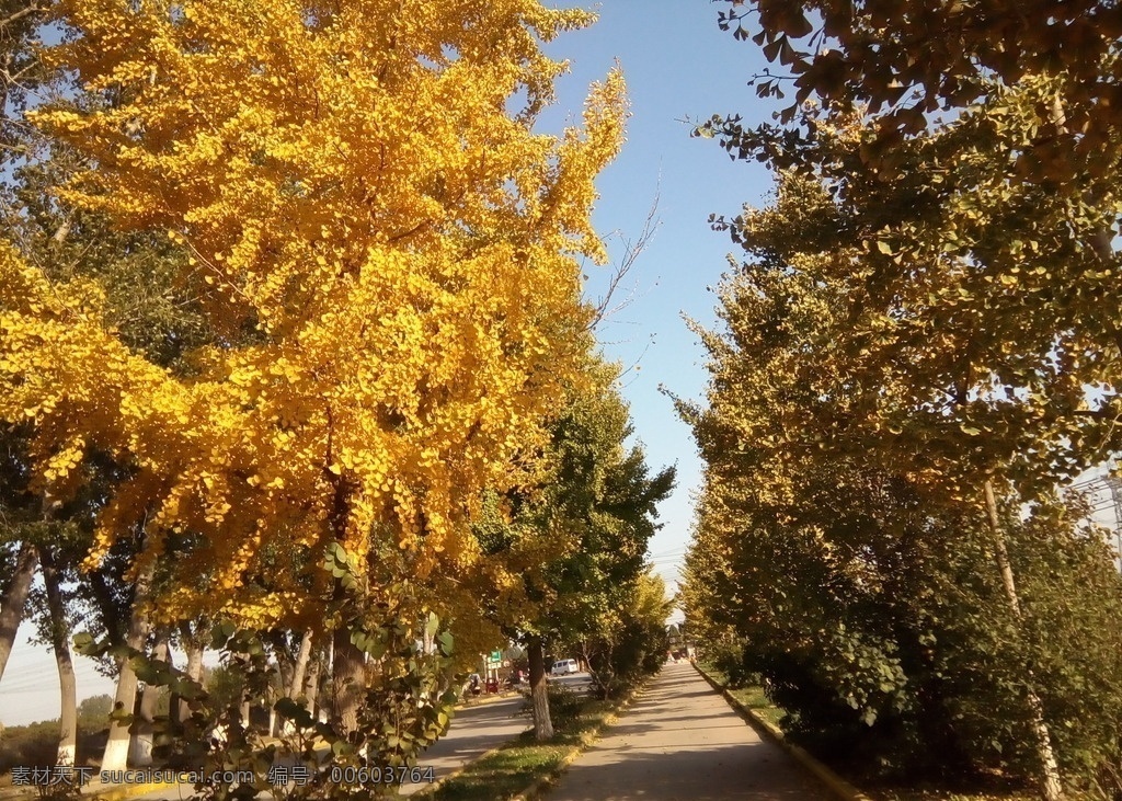 银杏林 银杏树 大路 天空 黄色叶子 银杏叶 树叶 树木 秋景 自然风景 树木树叶 自然景观